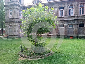 Chinar Tree - The speaking tree of kashmir