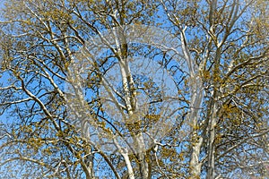 Chinar Tree, Srinagar, India