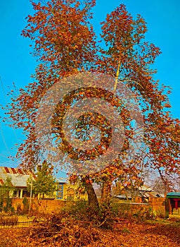 Chinar tree with yellow autumn leaves,Autumn season