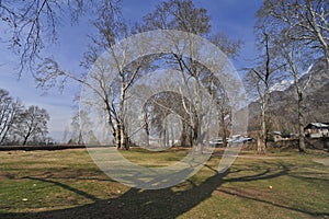 Chinar Trees at Shalimar Bagh