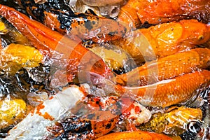 Chinas Goldfish collection