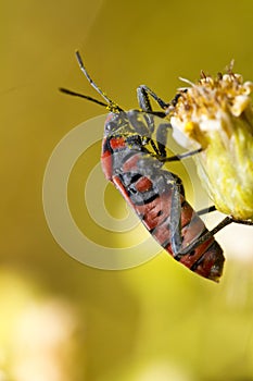 Chinch Bug (Spilostethus pandurus)