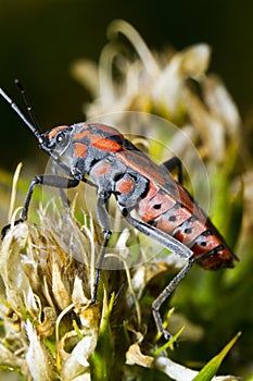 Chinch Bug (Spilostethus pandurus)