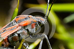 Chinch Bug (Spilostethus pandurus)