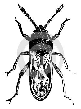 Chinch Bug, vintage illustration