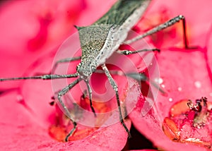 Chinch Macro Photo - Macro photograph of a bedbug feeding on a Crown of Thorns flower