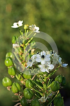 CHINCHERINCHEE FLOWERS ON A STALK WITH DEVELOPING SEEDS
