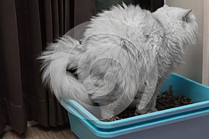 Chinchila persian cat using toilet, litter box, for pooping or urinate