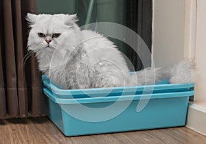 Chinchila persian cat using toilet, litter box, for pooping or urinate