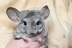 Chinchilla photo