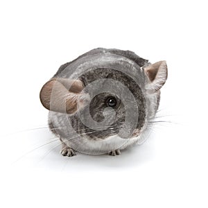 Chinchilla