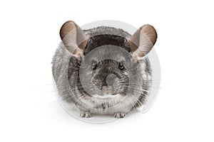 Chinchilla