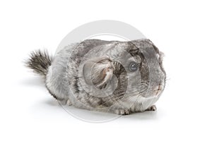 Chinchilla photo