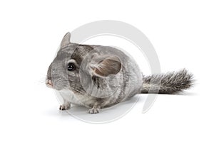 Chinchilla