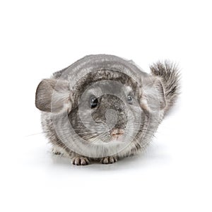 Chinchilla photo