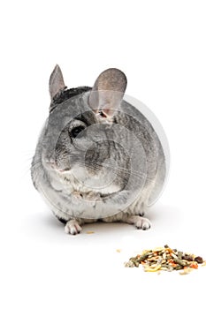 Chinchilla photo