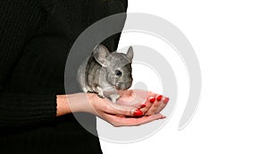 Chinchilla