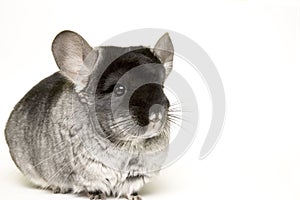 Chinchilla