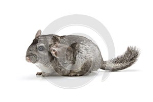 Chinchilla