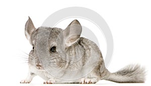 Chinchilla