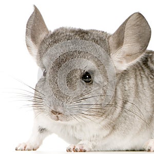 Chinchilla photo