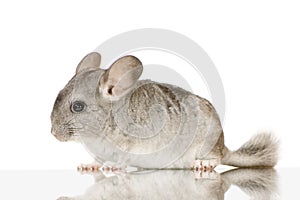 Chinchilla photo