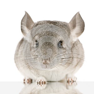 Chinchilla