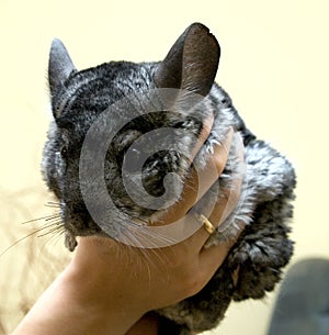 Chinchilla photo