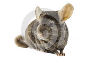 Chinchilla photo