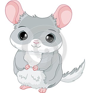 Chinchilla