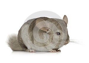 Chinchilla