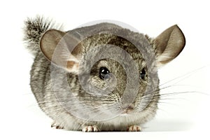 Chinchilla photo