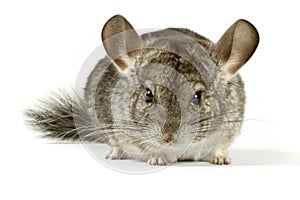 Chinchilla photo