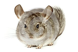 Chinchilla photo