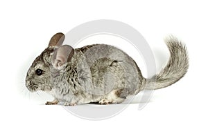 Chinchilla