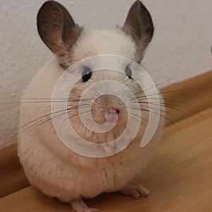 Chinchilla