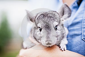 Chinchilla in the arms of his mistress