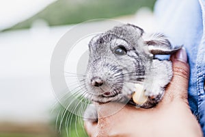 Chinchilla in the arms of his mistress