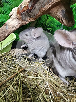 Chinchilla baby rescued