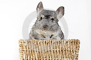Chinchilla in a basket photo