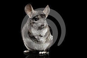 Chinchilla on Black background