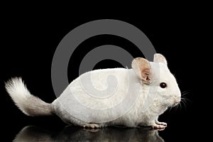 Chinchilla on Black background