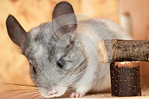 Chinchilla Chinchillidae