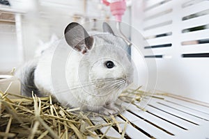 Chinchilla cute pet fur white hair fluffy and black eyes. Close-up animal rodent adorable tame ear grey looking at camera. Feline