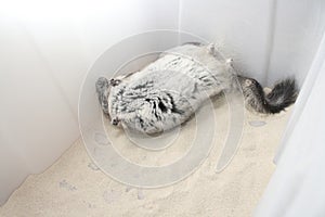 Chinchilla dust bath