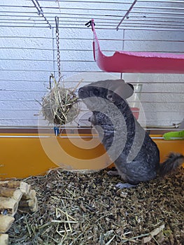 Chinchilla eating photo