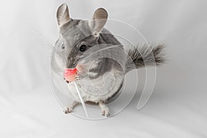 Chinchilla eating lolly