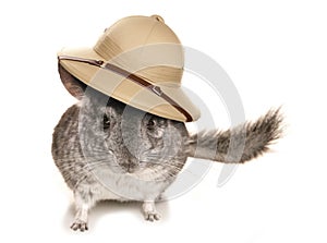 Chinchilla explorer