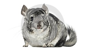 Chinchilla facing, isolated