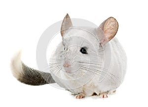 Chinchilla in hands photo